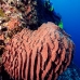 sponge_barrel_jg_v_0705_png0753.jpg